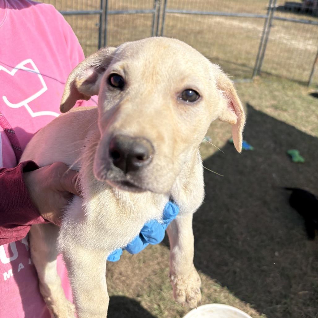 Enlarge Turkey Tail, a Adoptable mixed breed in Fargo, ND image 3/3