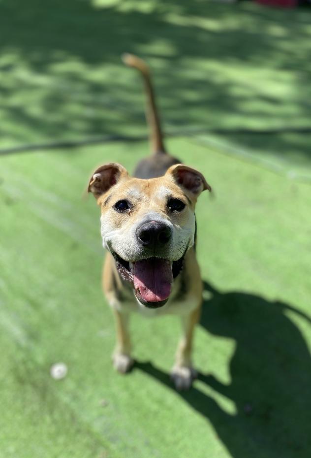 Enlarge Lori, a Adoptable mixed breed in Colorado Springs, CO image 3/6