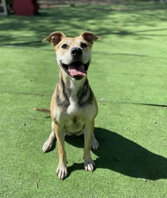 Enlarge Lori, a Adoptable mixed breed in Colorado Springs, CO image 1/6