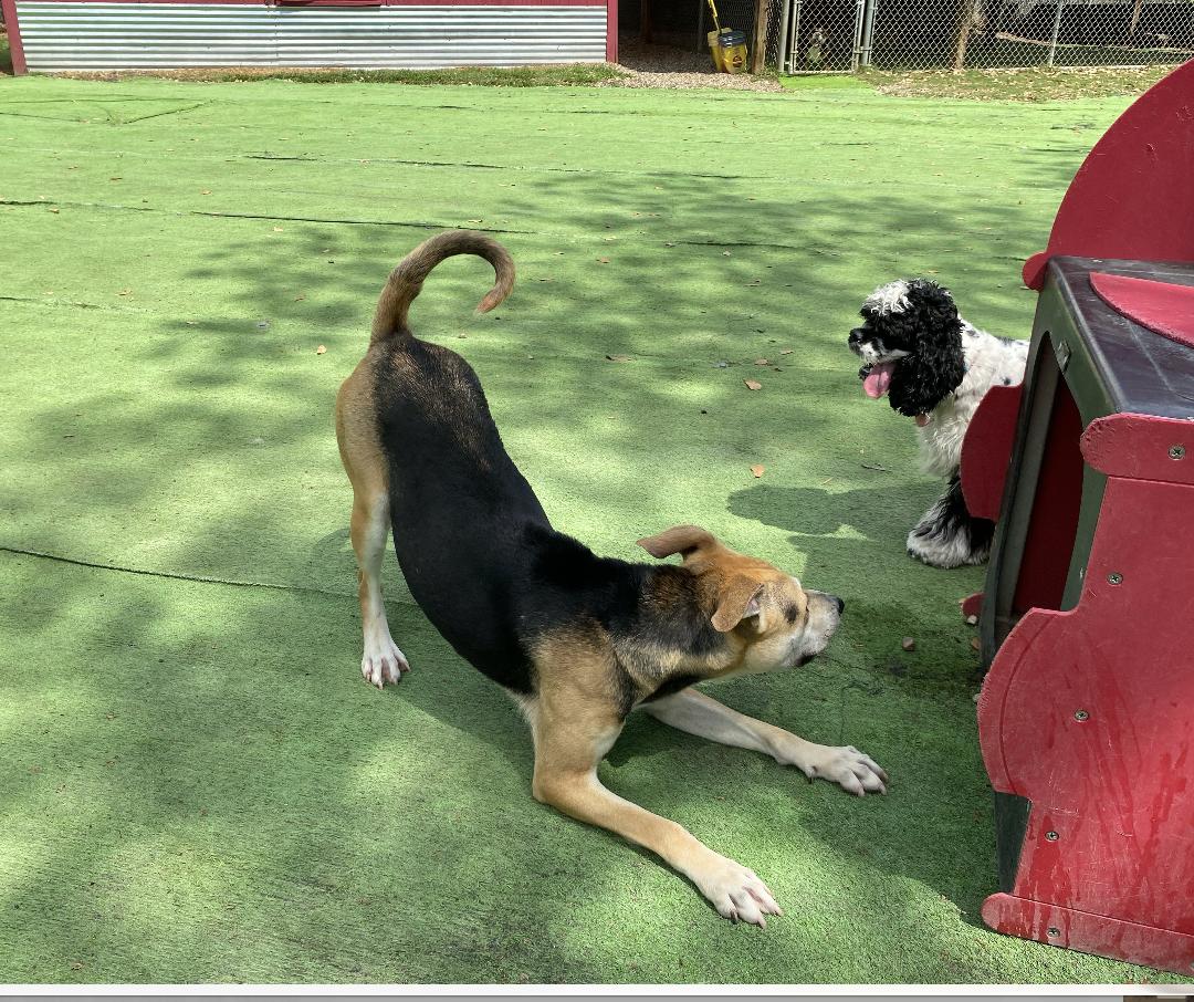 Enlarge Lori, a Adoptable mixed breed in Colorado Springs, CO image 5/6
