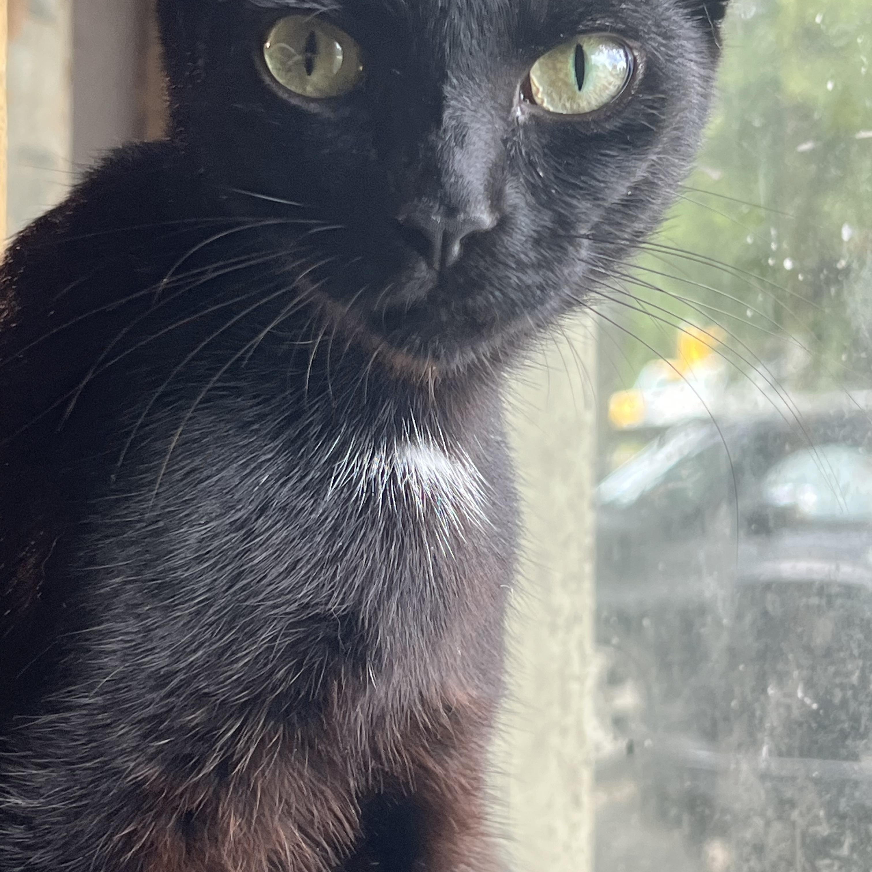 Enlarge Freya, a Adoptable mixed breed in Brattleboro, VT image 6/6