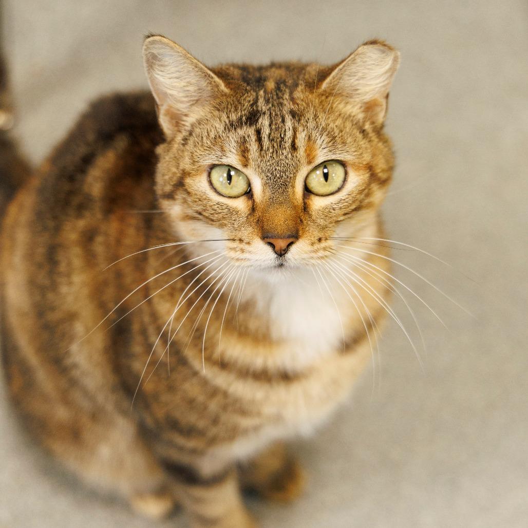 Nova, Adoptable, Adult Female Domestic Short Hair.