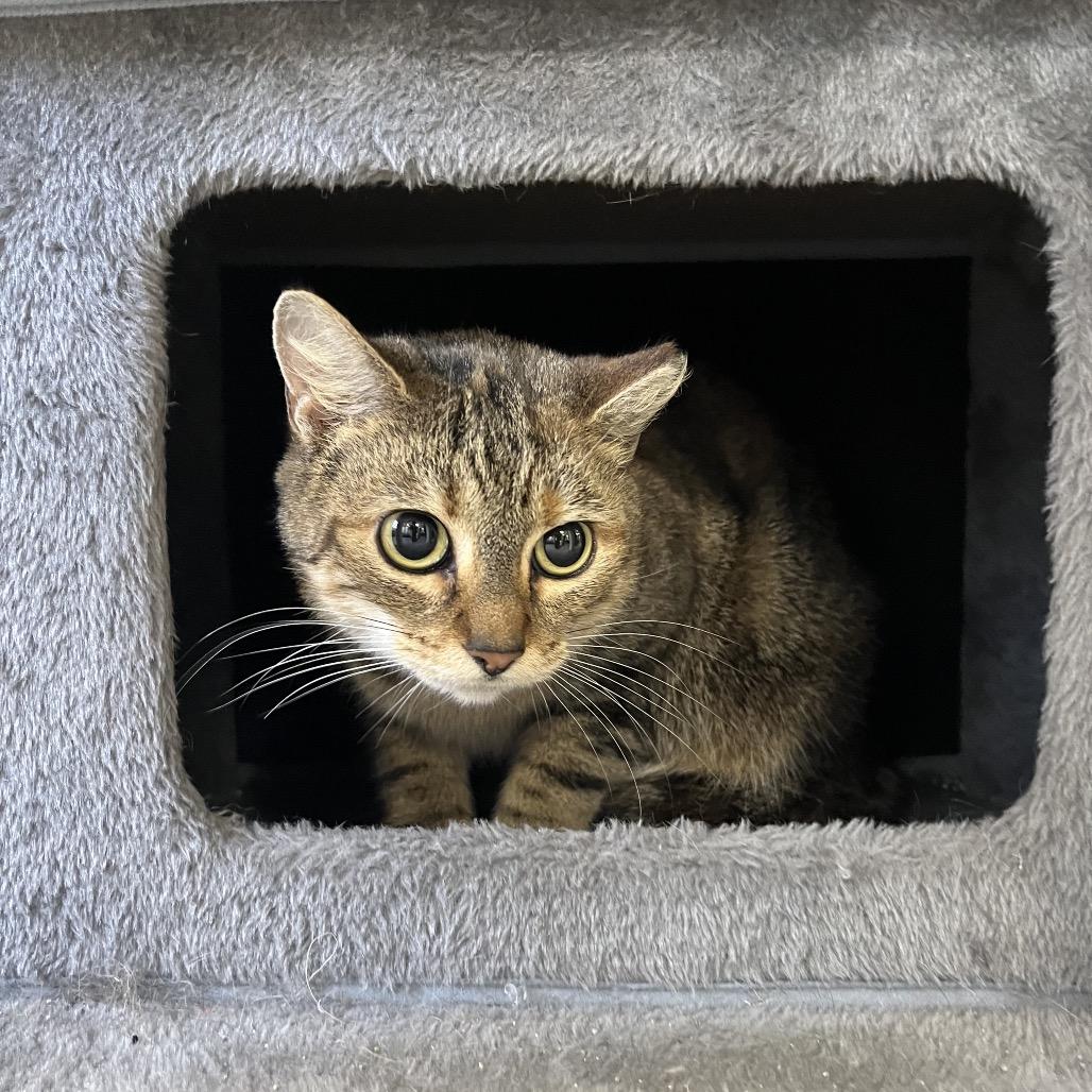 Enlarge Nova, a Adoptable Domestic Short Hair in Gainesville, FL image 1/3