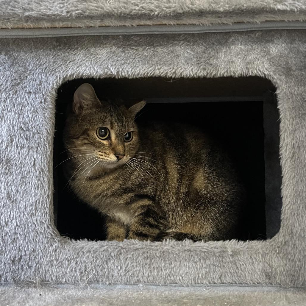 Enlarge Nova, a Adoptable Domestic Short Hair in Gainesville, FL image 2/3