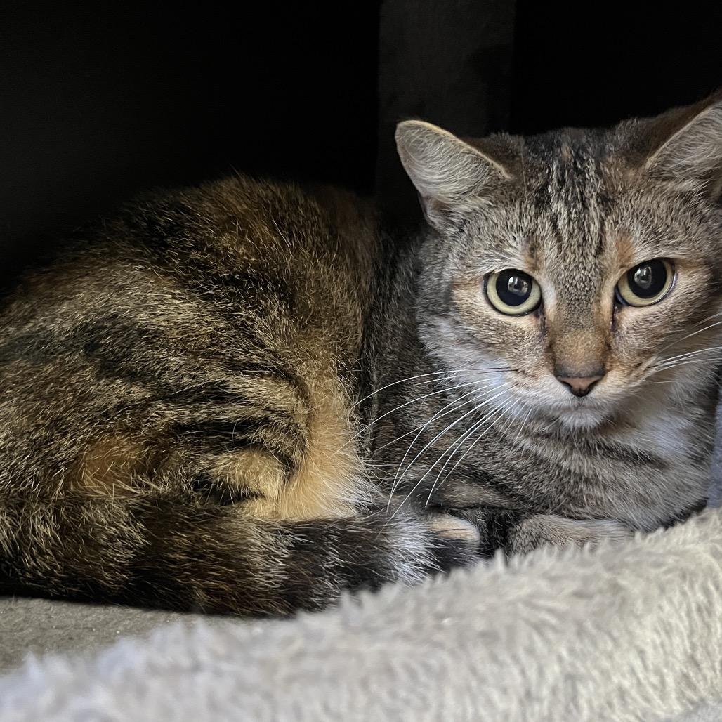 Enlarge Nova, a Adoptable Domestic Short Hair in Gainesville, FL image 3/3