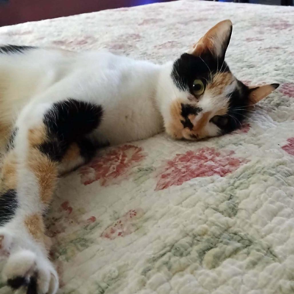 Enlarge Reese, a Adoptable Domestic Short Hair in Wakefield, MA image 2/4
