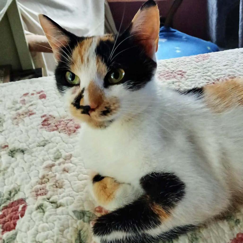 Enlarge Reese, a Adoptable Domestic Short Hair in Wakefield, MA image 3/4