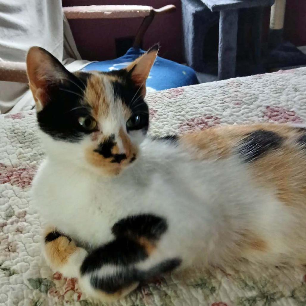 Enlarge Reese, a Adoptable Domestic Short Hair in Wakefield, MA image 4/4