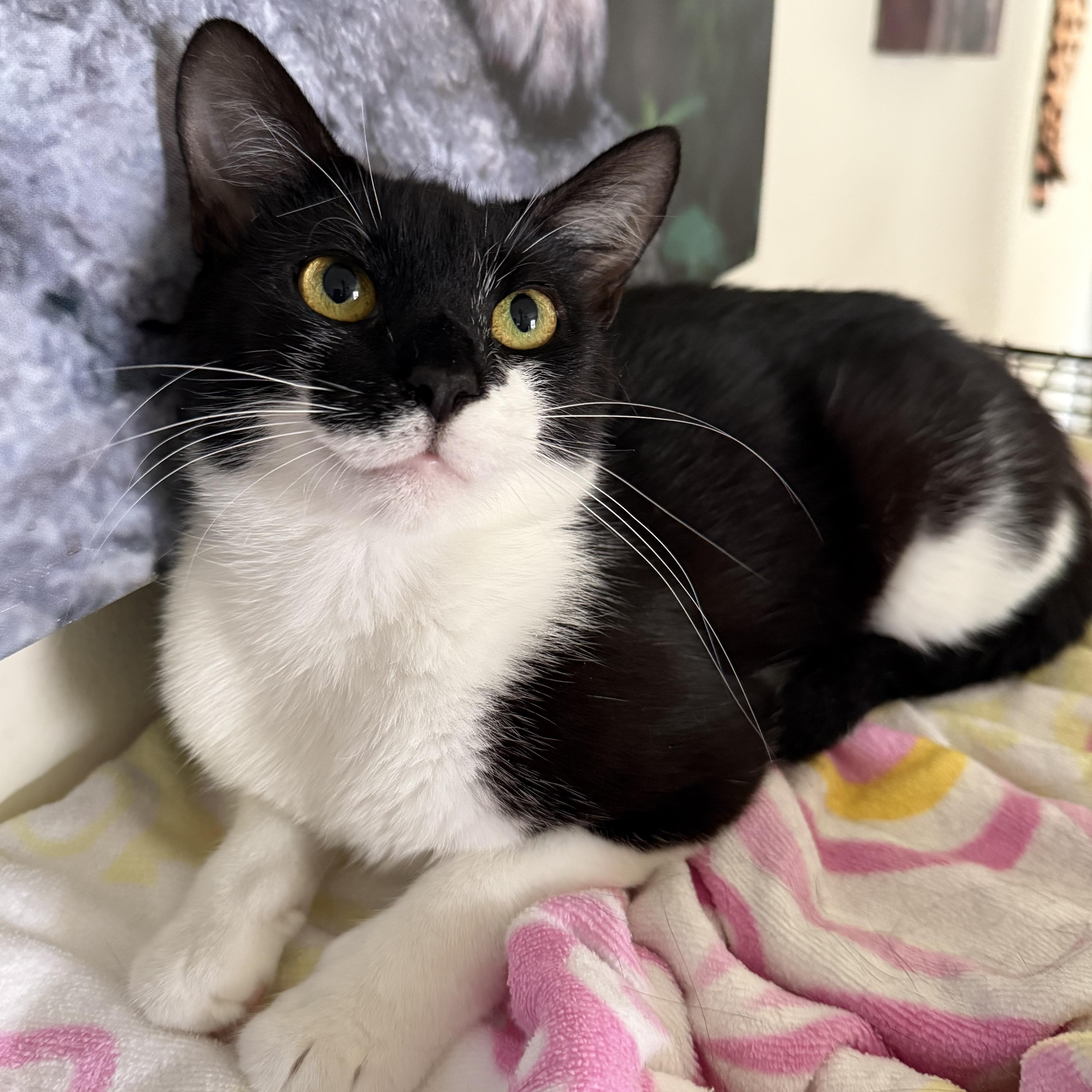 Harmony, Adoptable, Kitten Female Tuxedo & Domestic Short Hair.