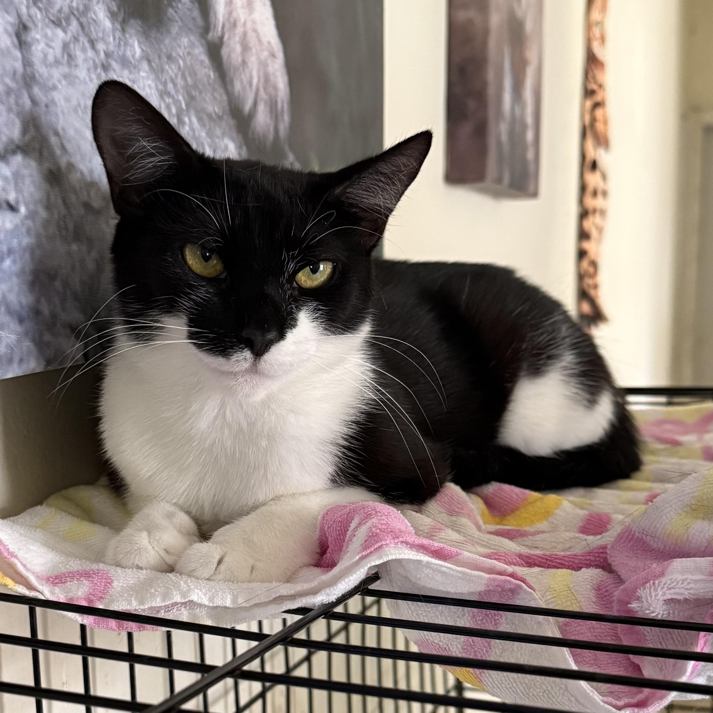 Enlarge Harmony, a Adoptable mixed breed in Bangor, ME image 3/3