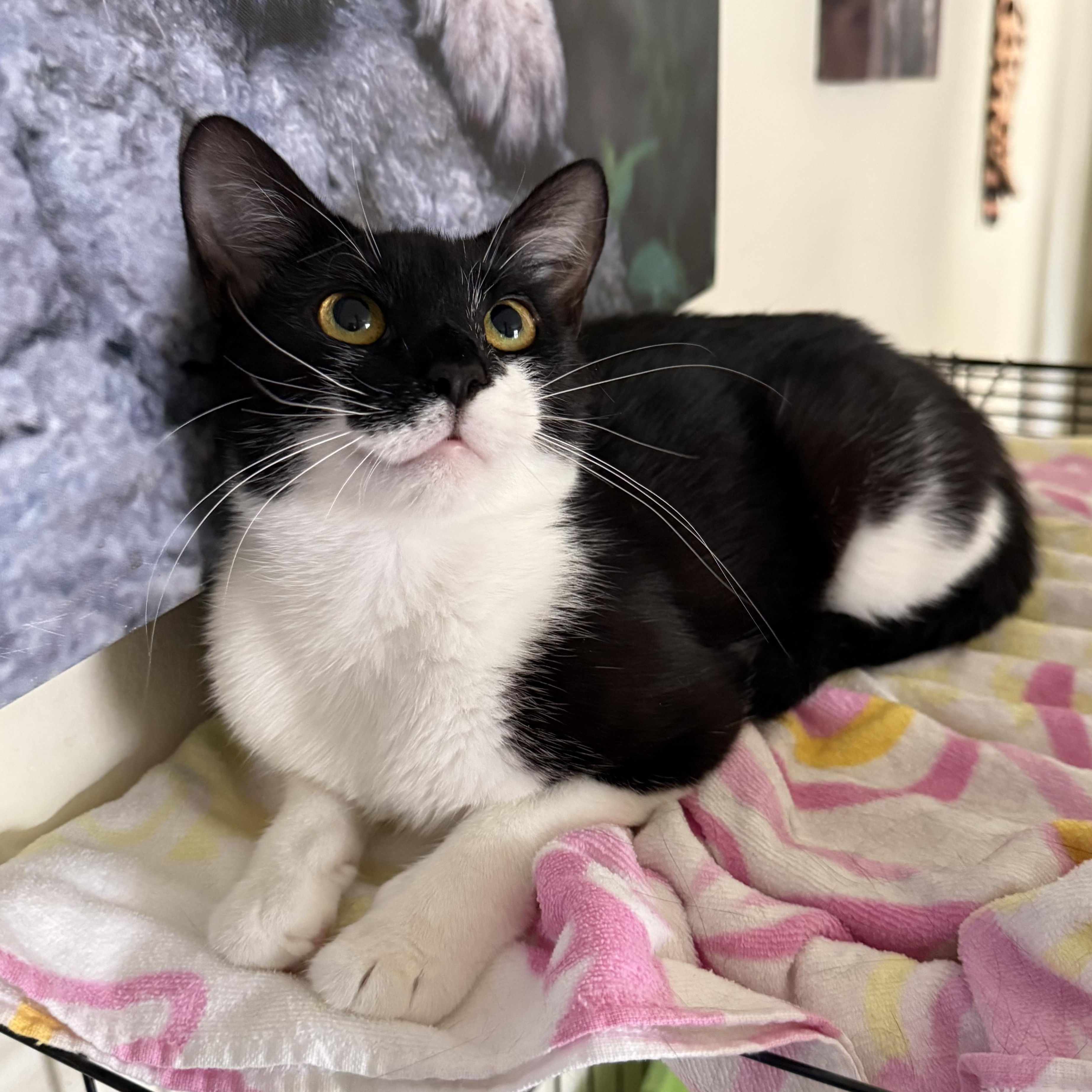 Enlarge Harmony, a Adoptable mixed breed in Bangor, ME image 2/3