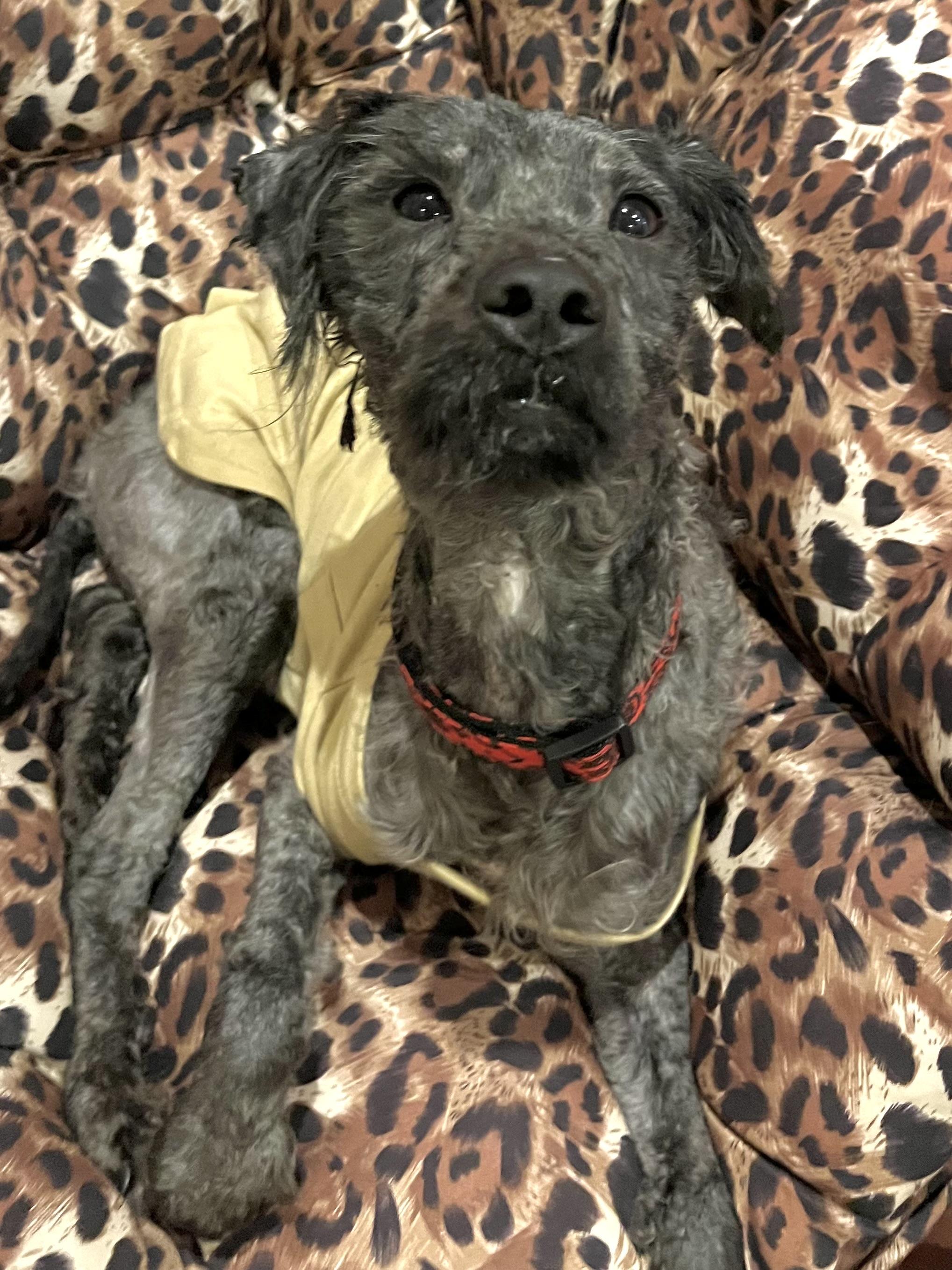 Oliver , ADOPTABLE, Young Male Poodle & Schnoodle.