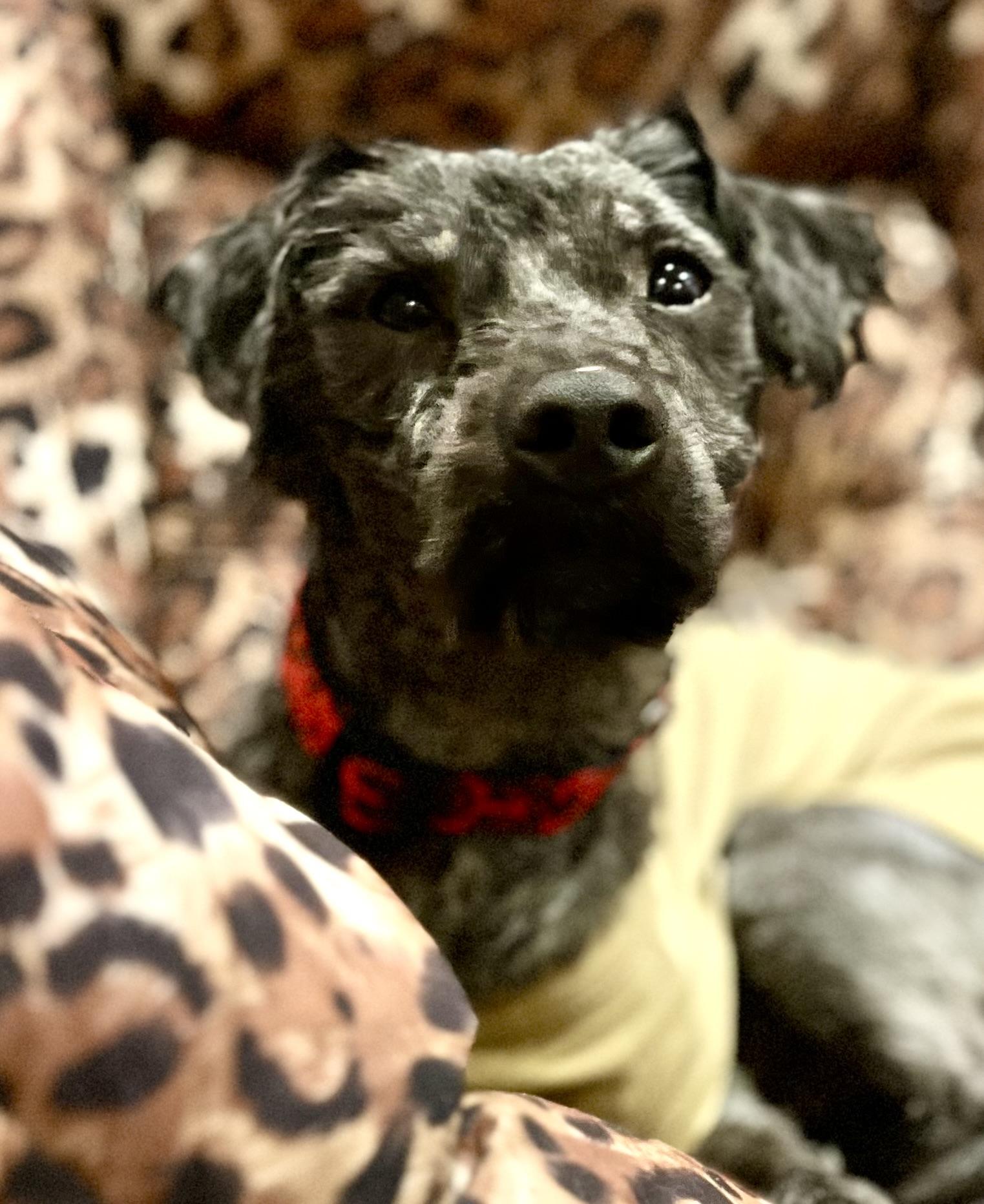 Oliver , a ADOPTABLE mixed breed in Egg Harbor City, NJ image 2/3