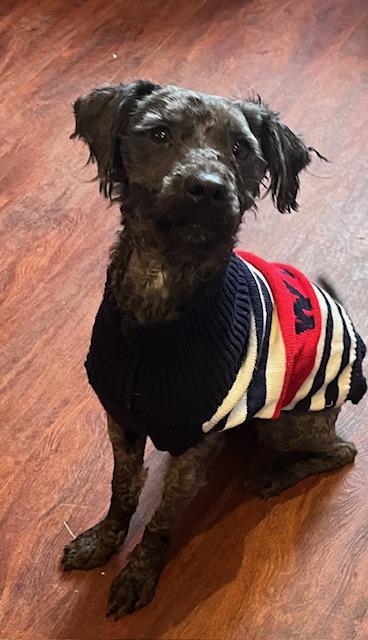 Oliver , an adopted mixed breed in Egg Harbor City, NJ image 2/3