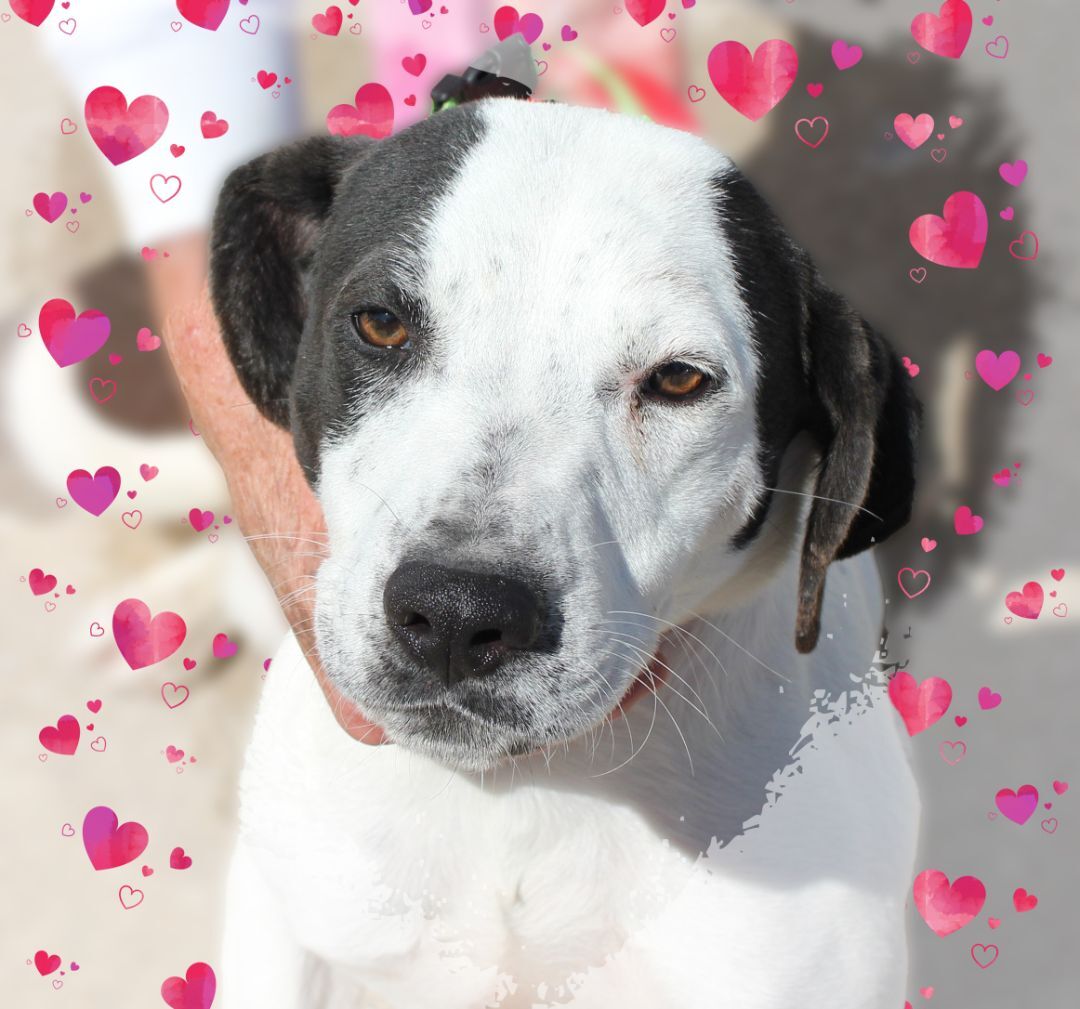 Pluto, a Adoptable mixed breed in Amelia, OH image 1/2