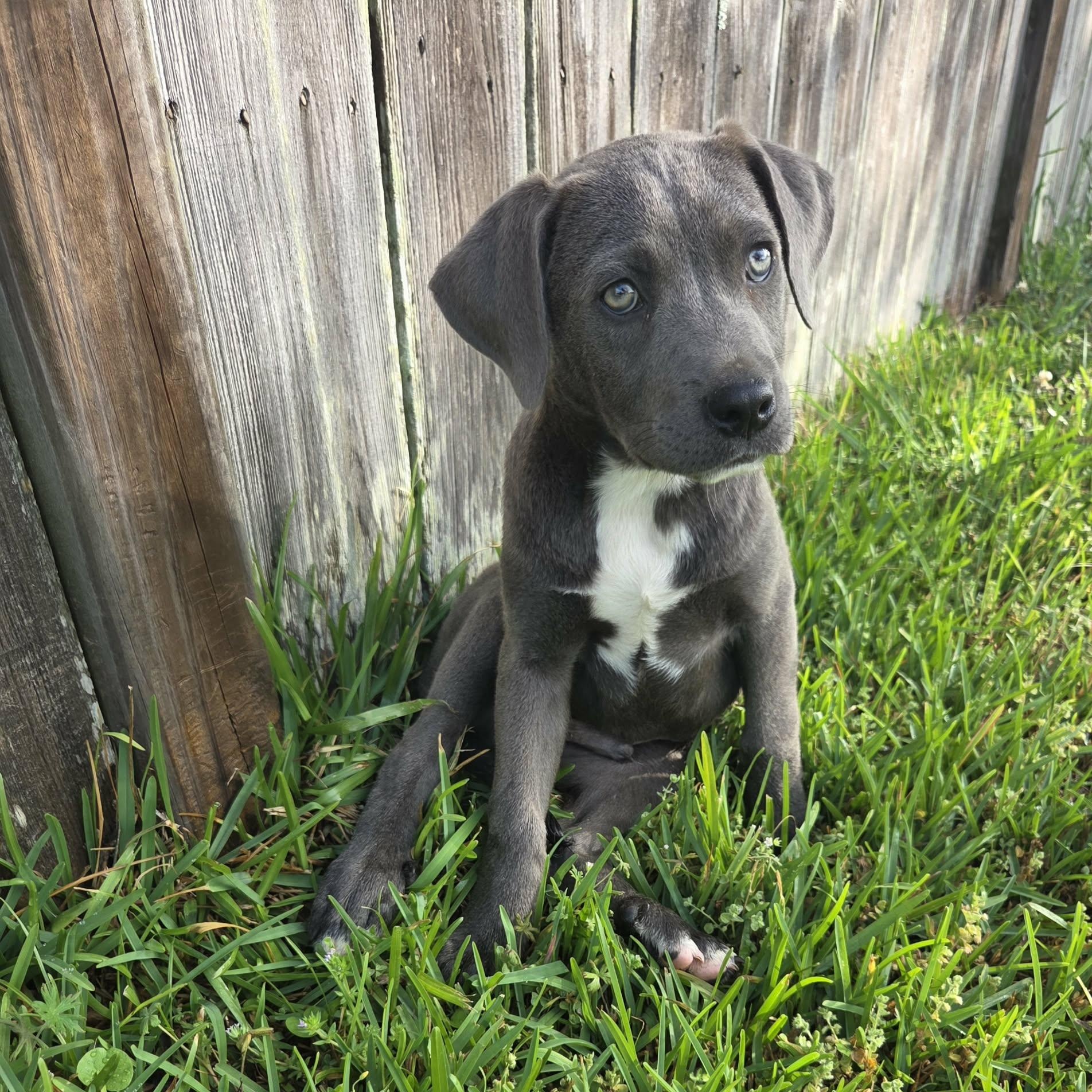 Enlarge Ryder*, an adopted mixed breed in Warwick, RI image 5/6