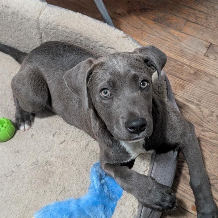 Enlarge Ryder*, an adopted mixed breed in Warwick, RI image 1/6