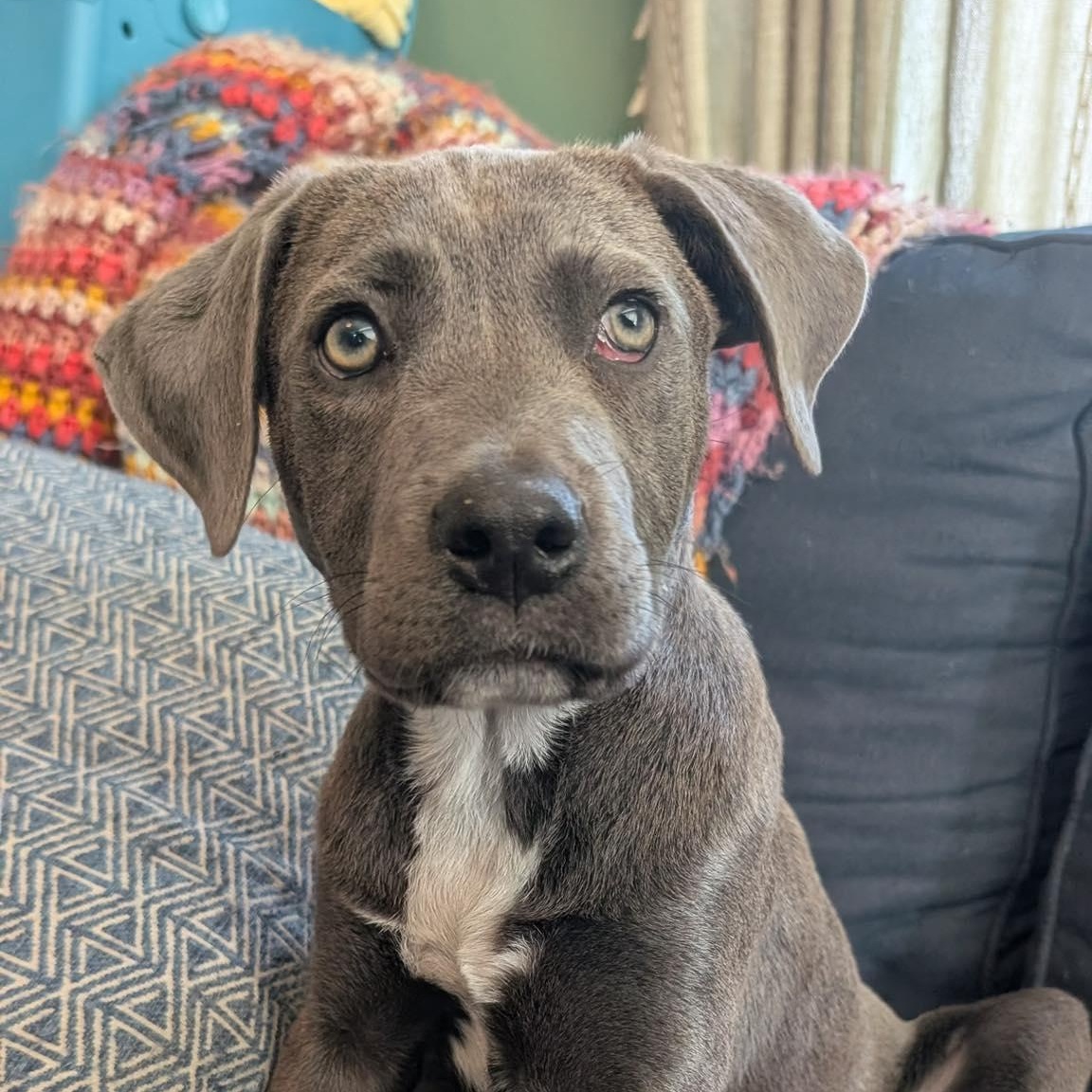 Enlarge Ryder*, an adopted mixed breed in Warwick, RI image 4/6