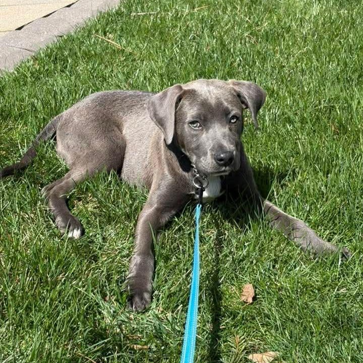 Enlarge Ryder*, an adopted mixed breed in Warwick, RI image 3/6