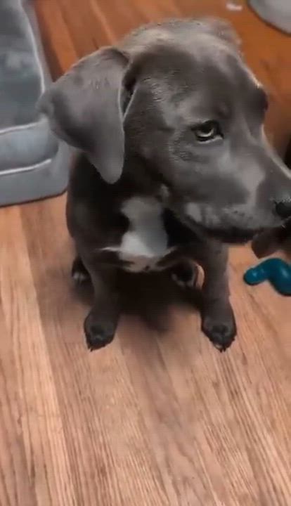 Enlarge Ryder*, an adopted mixed breed in Warwick, RI video 6/6