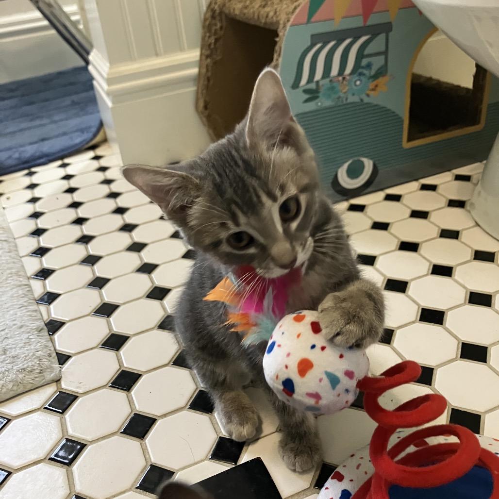 Holly, Adoptable, Kitten Female Domestic Short Hair & Domestic Short Hair.