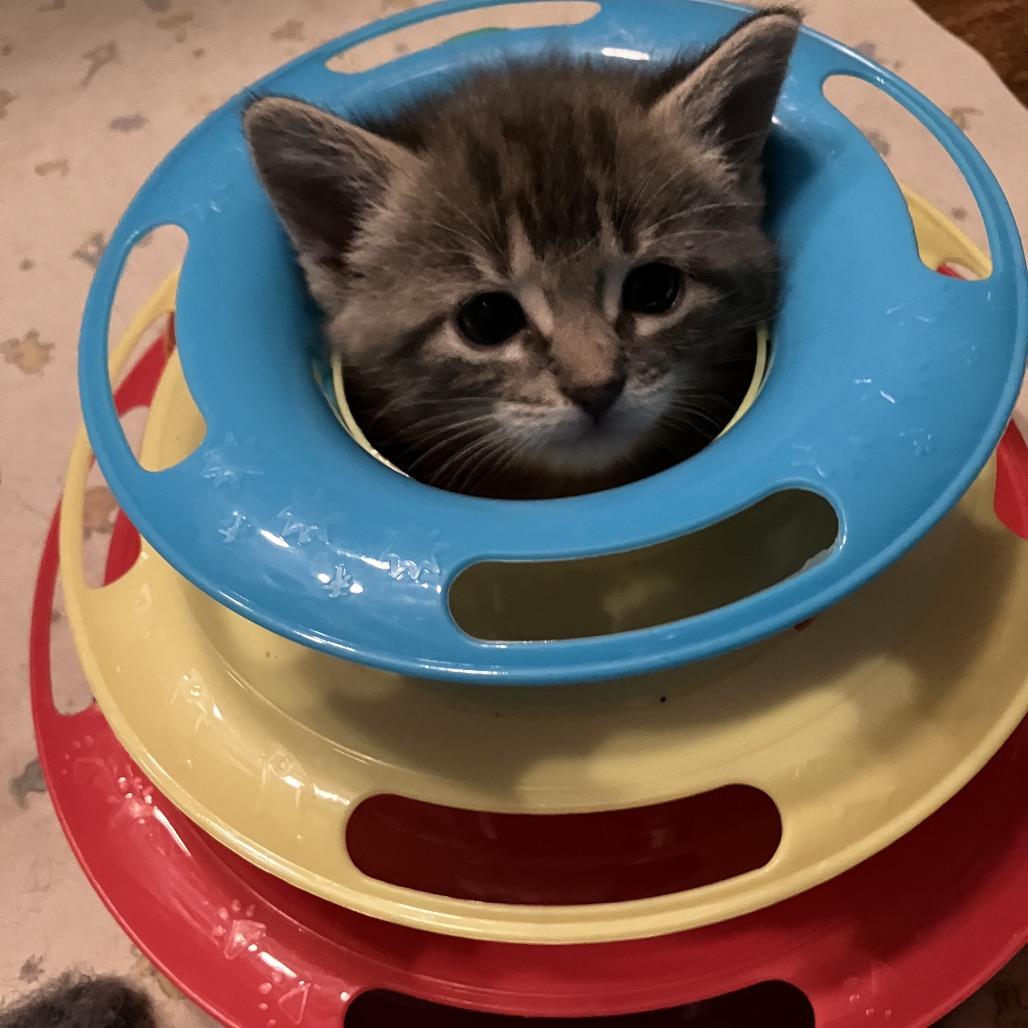 Holly, a Adoptable mixed breed in Overland Park, KS image 1/4