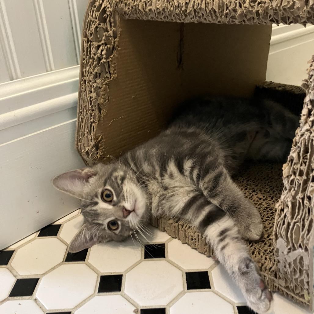 Holly, a Adoptable mixed breed in Overland Park, KS image 2/4