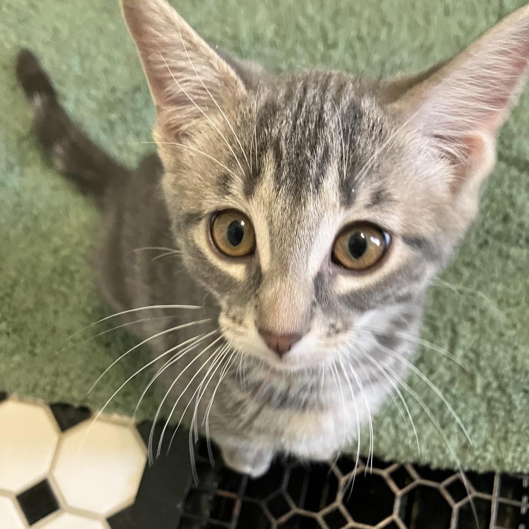 Holly, a Adoptable mixed breed in Overland Park, KS image 4/4