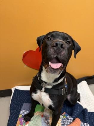 Slobs, ADOPTABLE, Adult Male Boxer.