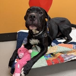 Slobs, a ADOPTABLE mixed breed in Bellingham, WA image 2/3