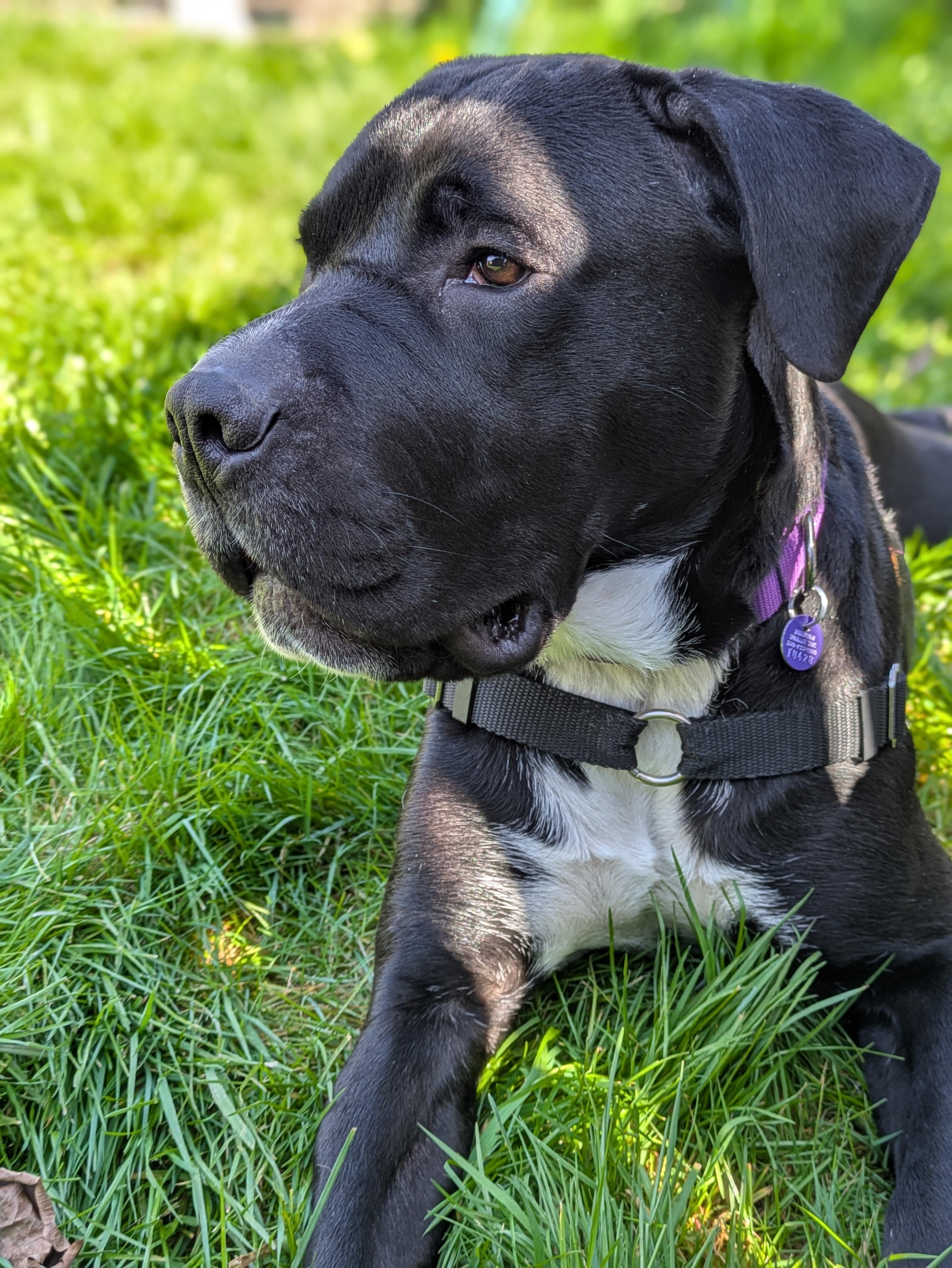 Bob, ADOPTABLE, Adult Male Boxer.