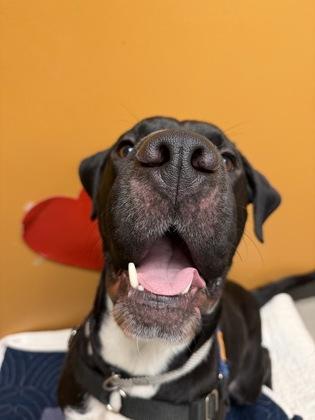 Slobs, a ADOPTABLE mixed breed in Bellingham, WA image 3/3