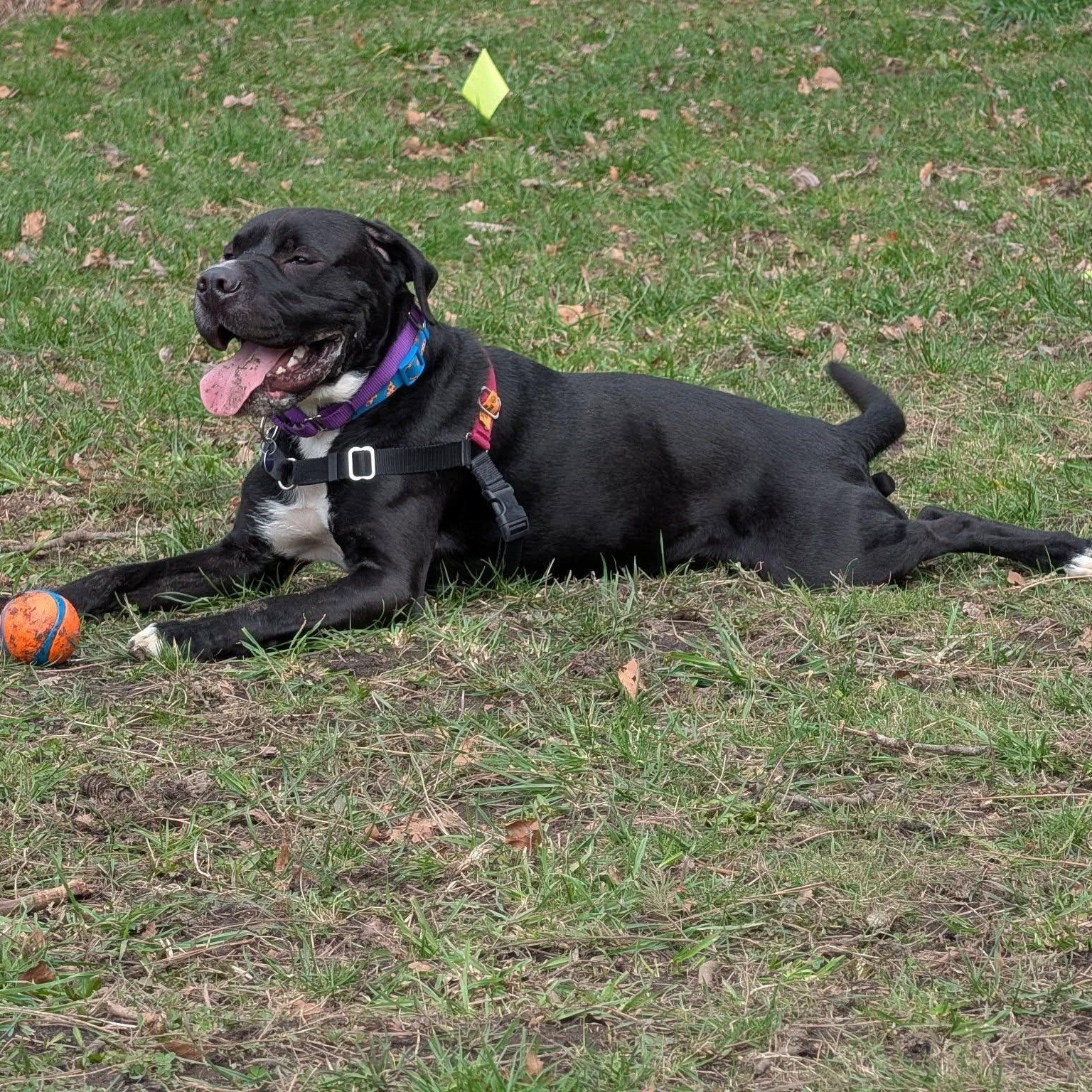 Enlarge Bob, a ADOPTABLE mixed breed in Bellingham, WA image 2/6