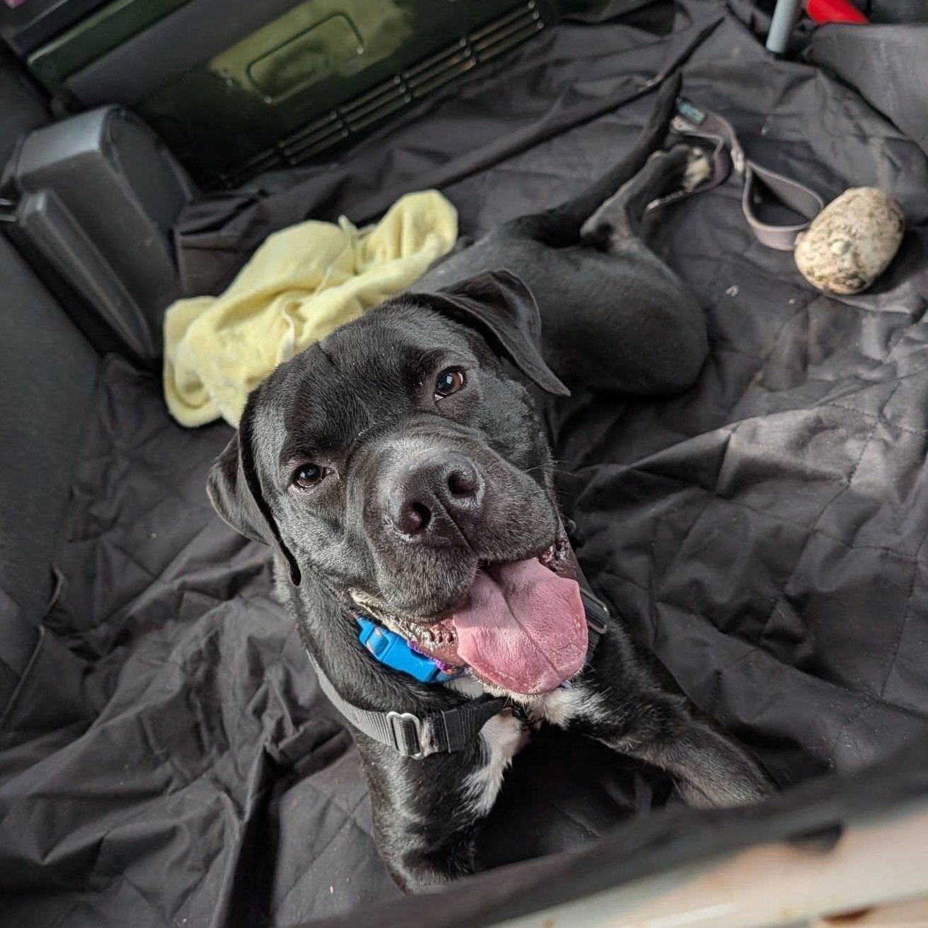 Bob, ADOPTABLE, Adult Male Boxer.