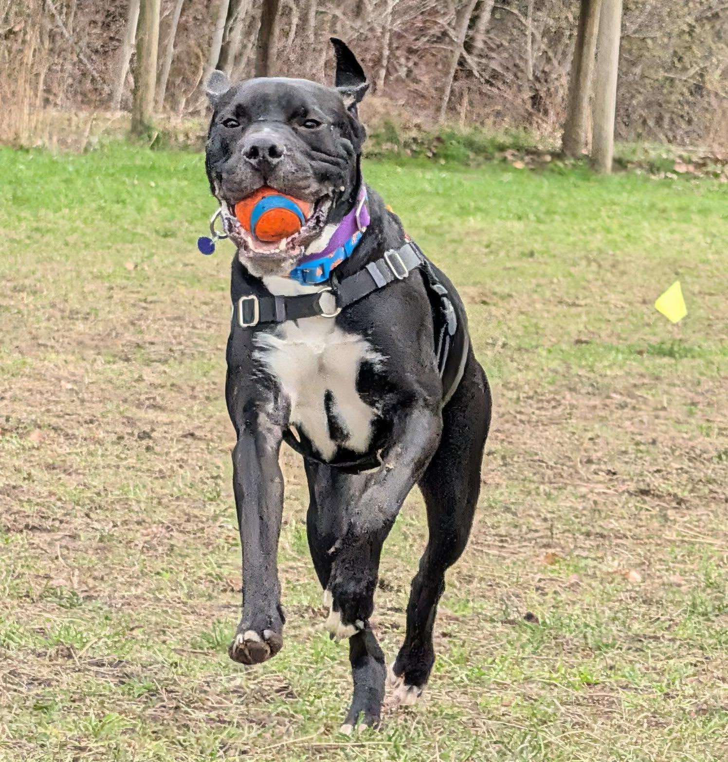 Enlarge Bob, a ADOPTABLE mixed breed in Bellingham, WA image 3/6