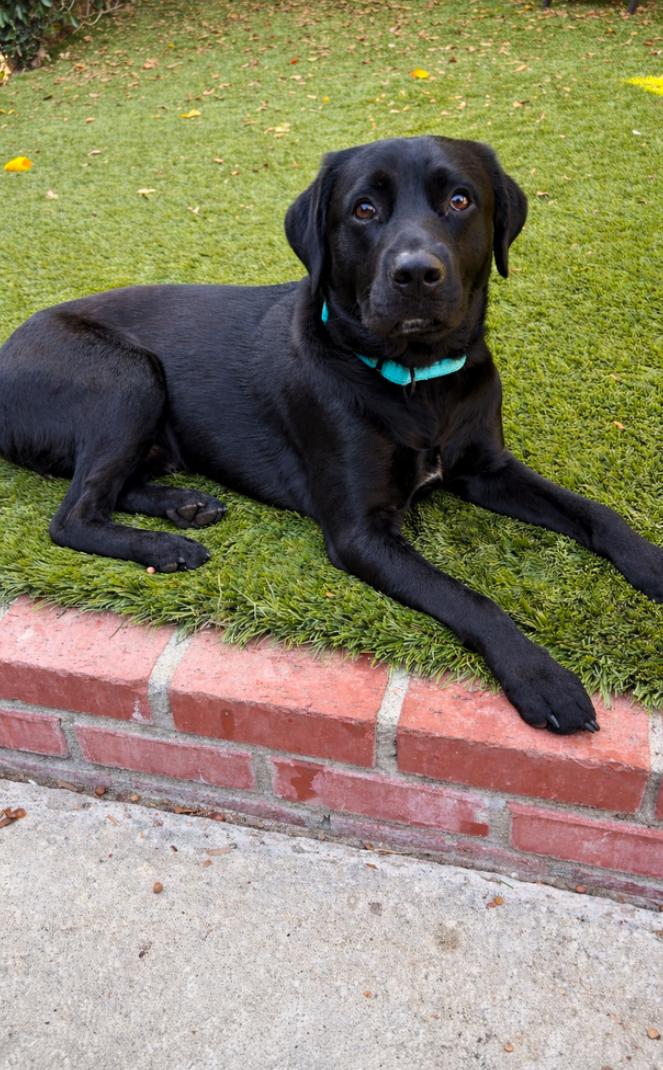 Cooper, ADOPTABLE, Adult Male Black Labrador Retriever.