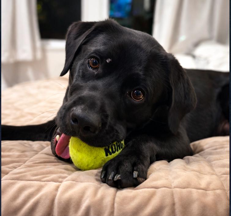 Enlarge Cooper, a ADOPTABLE Black Labrador Retriever in Los Angeles, CA image 2/2