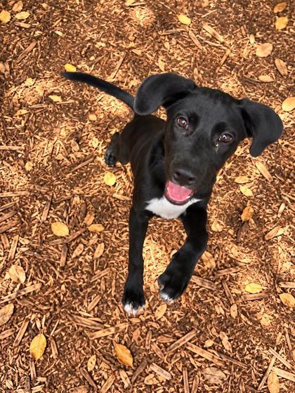 Sully, Adoptable, Puppy Male Mixed Breed & Mixed Breed.
