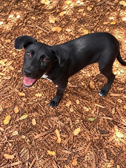 Enlarge Sully, a Adoptable mixed breed in Cumming, GA image 2/3