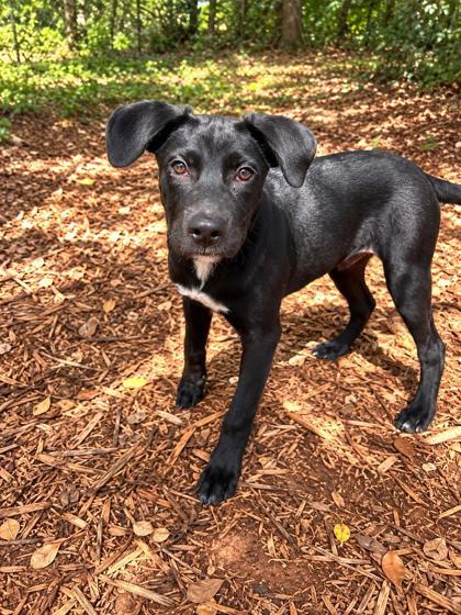 Enlarge Sully, a Adoptable mixed breed in Cumming, GA image 3/3