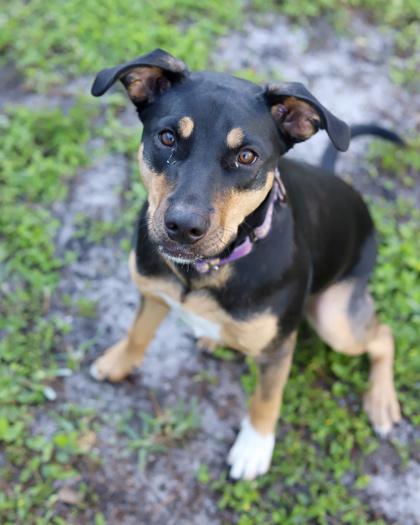 Enlarge Coco, a Adoptable mixed breed in Saint Petersburg, FL image 1/3