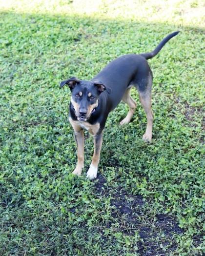 Coco, Adoptable, Puppy Female Mixed Breed & Mixed Breed.