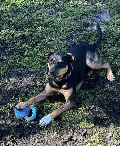 Enlarge Coco, a Adoptable mixed breed in Saint Petersburg, FL image 3/3