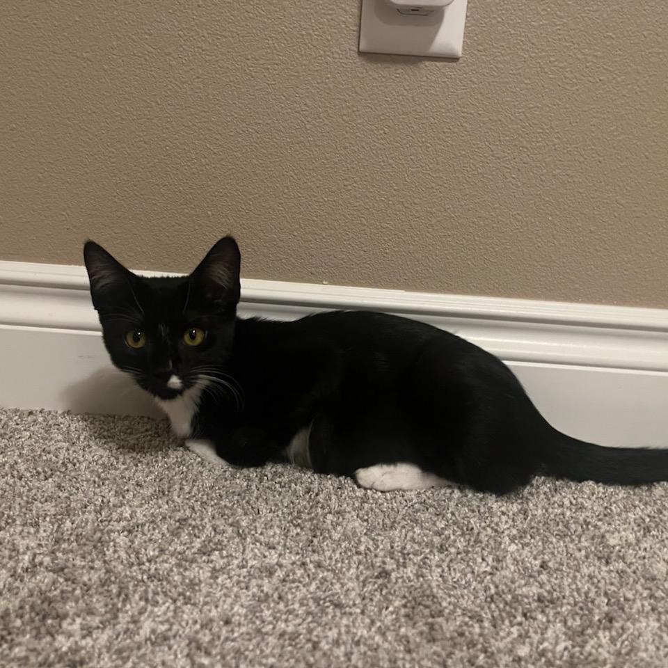 Harley, Adoptable, Kitten Female Domestic Short Hair.