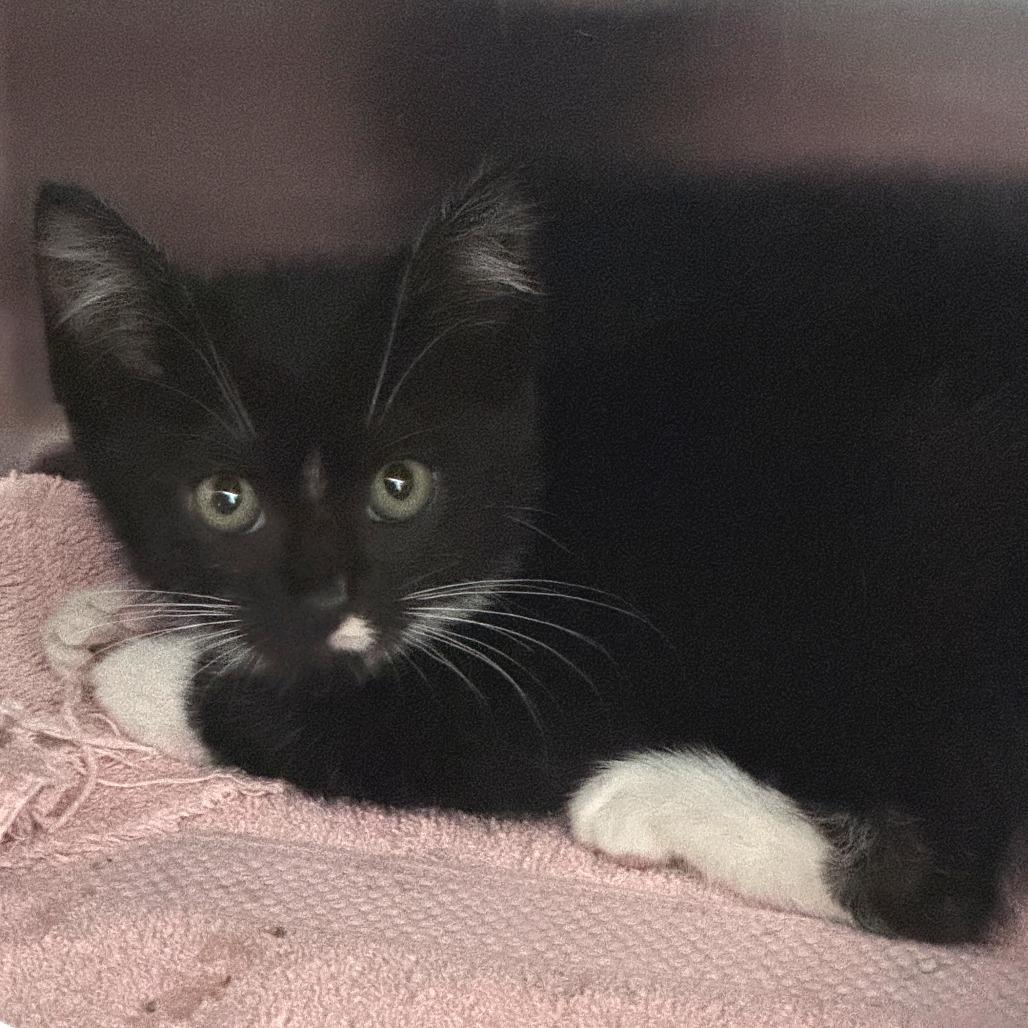 Enlarge Harley, a Adoptable Domestic Short Hair in Talent, OR image 2/2