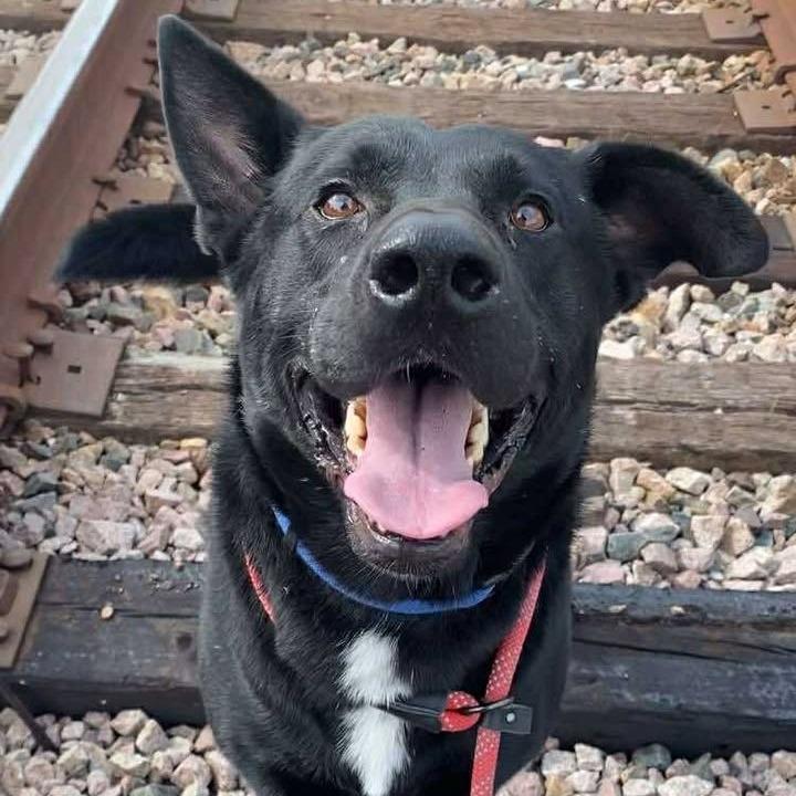 Ozzy, Adoptable, Adult Male German Shepherd Dog & Black Labrador Retriever.