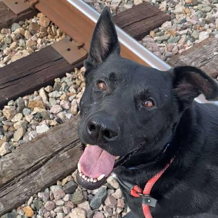 Enlarge Ozzy, a Adoptable mixed breed in Vinita, OK image 3/5