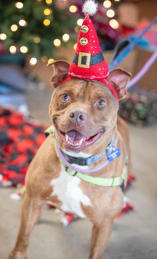 Fudge Brownie, Adoptable, Adult Male Pit Bull Terrier.