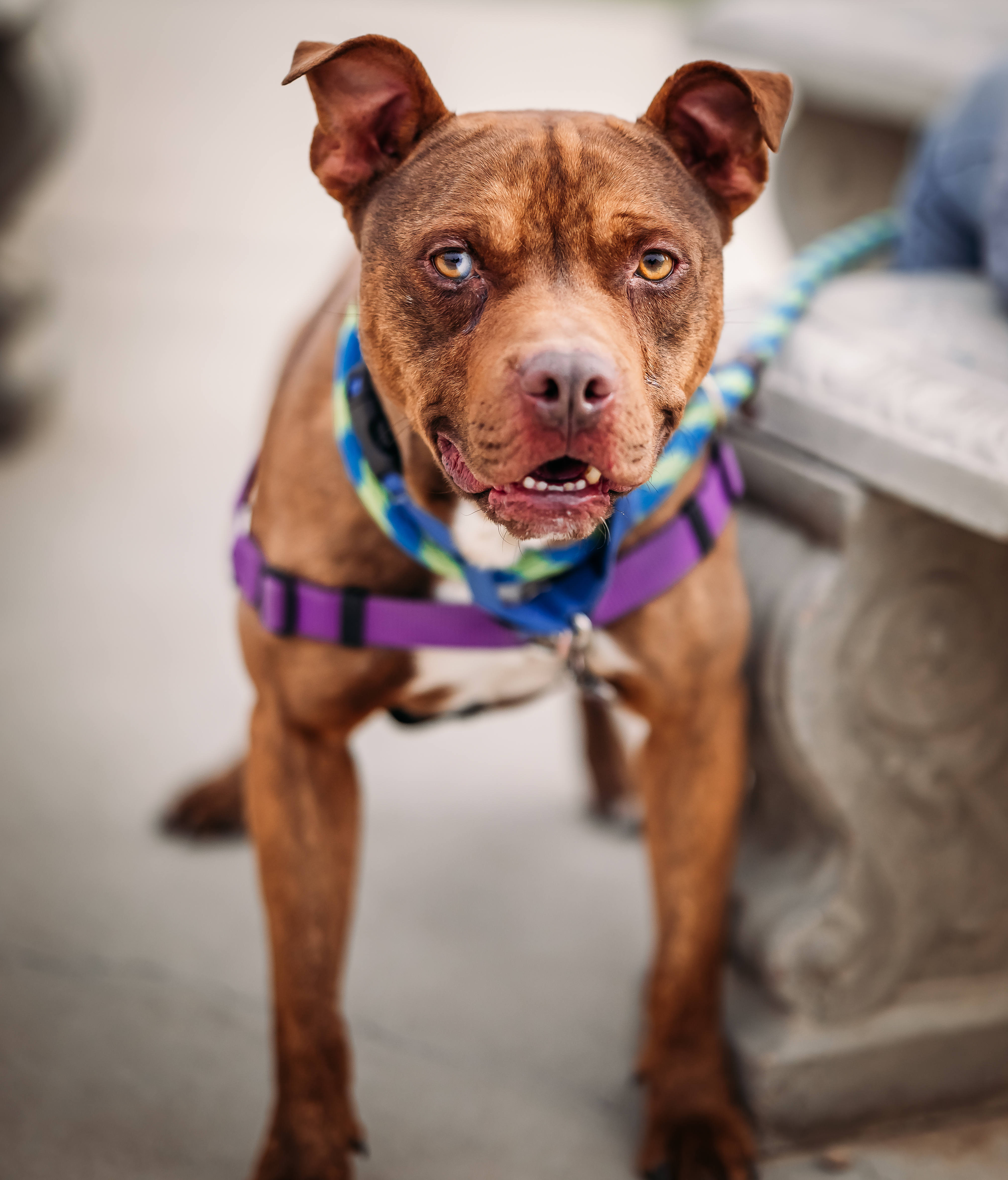 Fudge Brownie, a Adoptable mixed breed in Pueblo, CO image 2/5