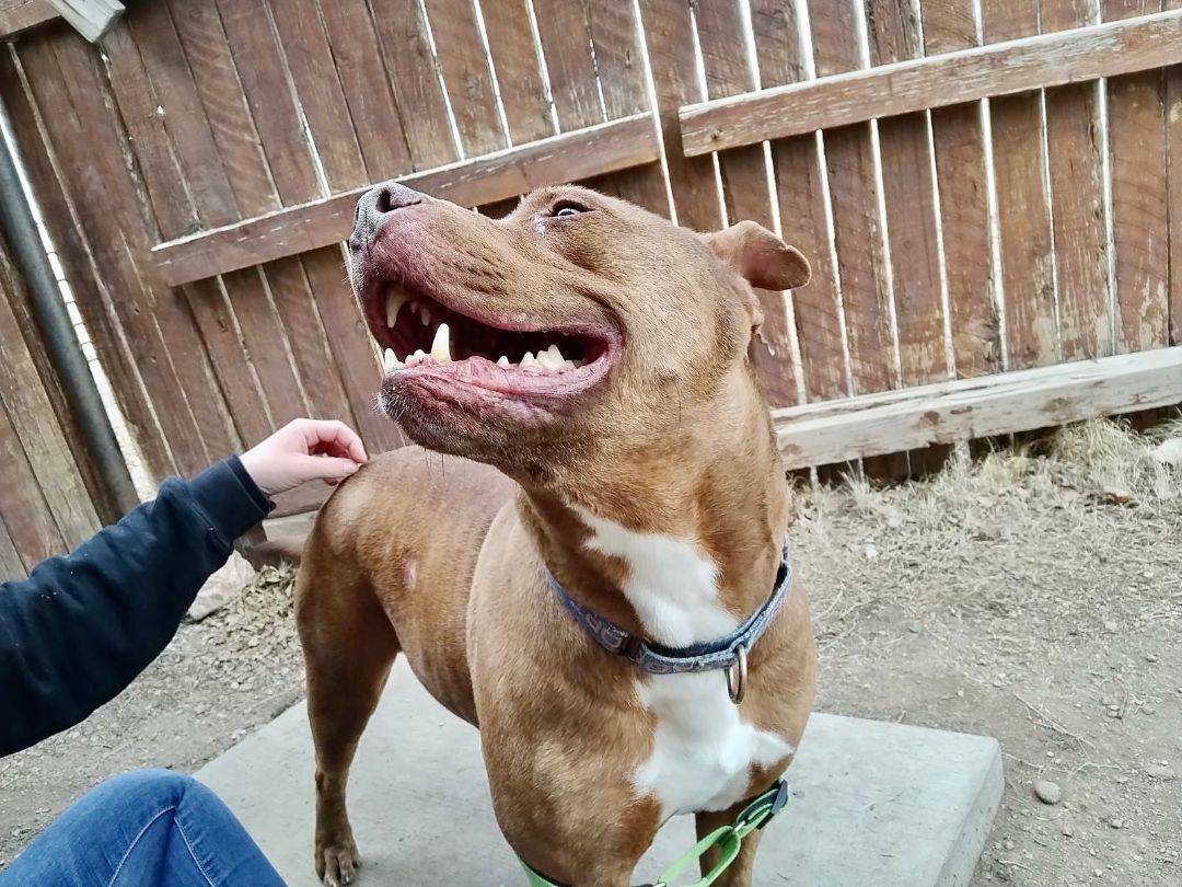 Fudge Brownie, a Adoptable mixed breed in Pueblo, CO image 4/5